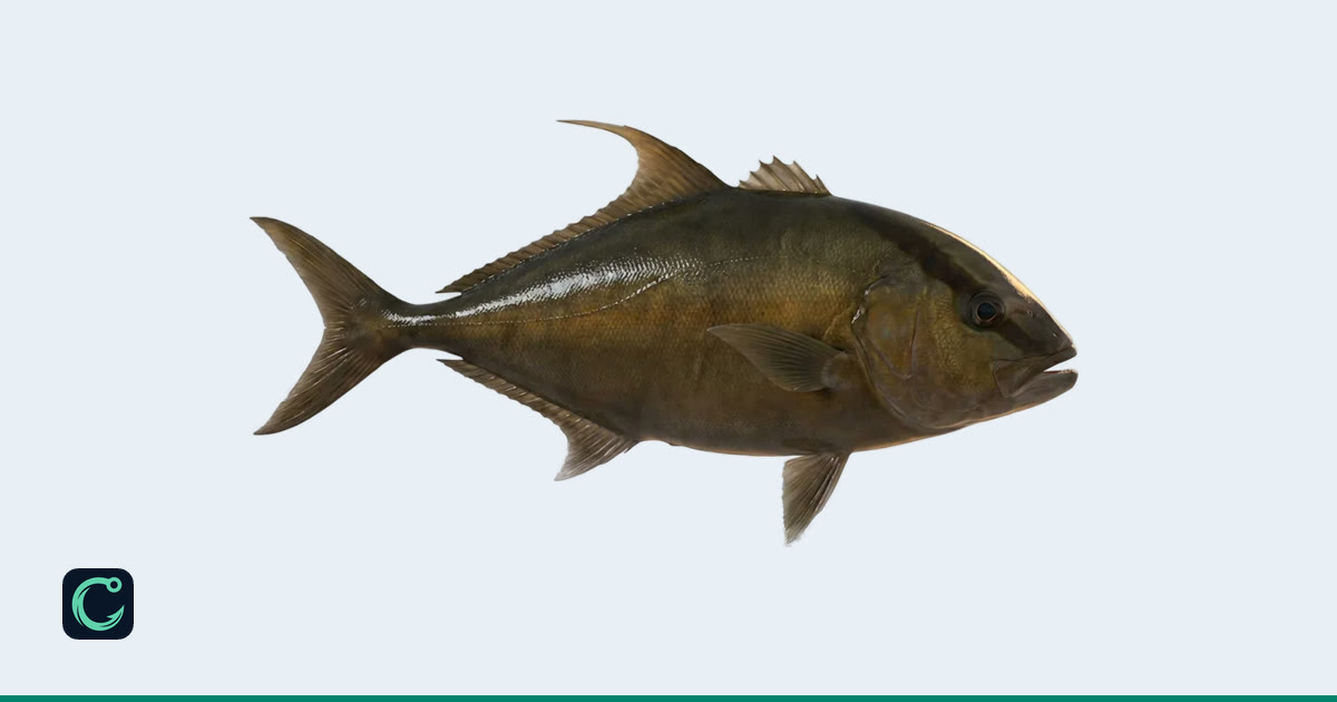 Jacked Box Structure Almaco Jack (Seriola rivoliana) · Cobia