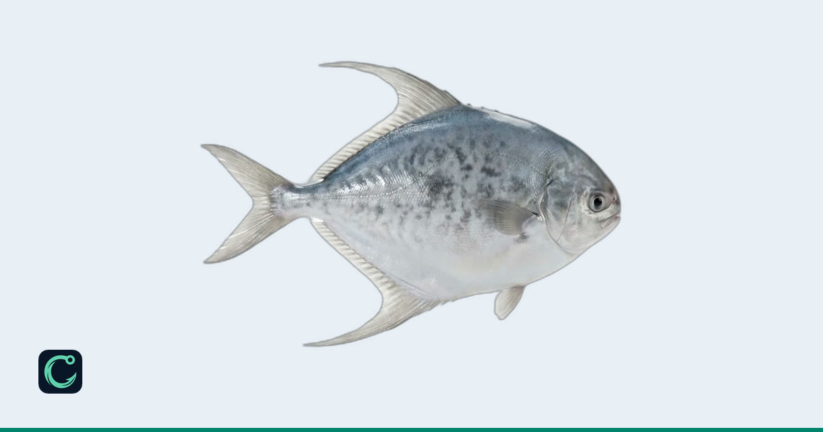 Butterfsh Atlantic Butterfish (Peprilus triacanthus) · Cobia