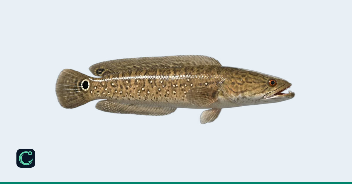 Selunara Bullseye Snakehead (Channa marulius) · Cobia