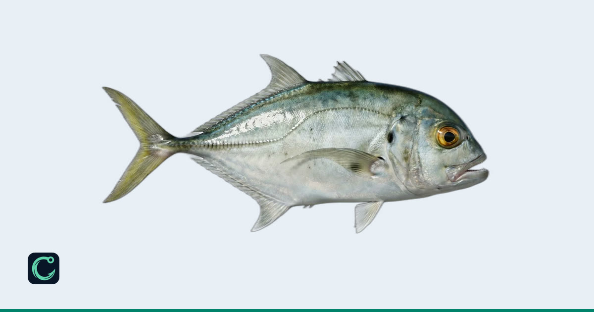 Horse-Eye Jack (Caranx latus) · Cobia