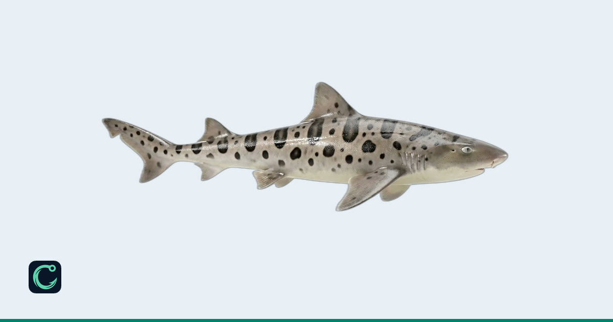 Selunara Leopard Shark (Triakis semifasciata) · Cobia