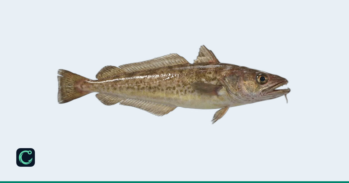 Red Hake (Urophycis chuss) · Cobia
