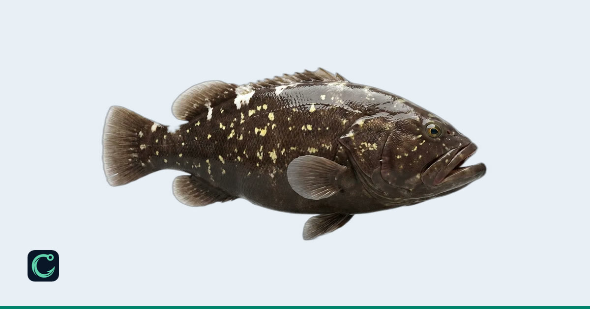 Selunara Warsaw Grouper · Cobia