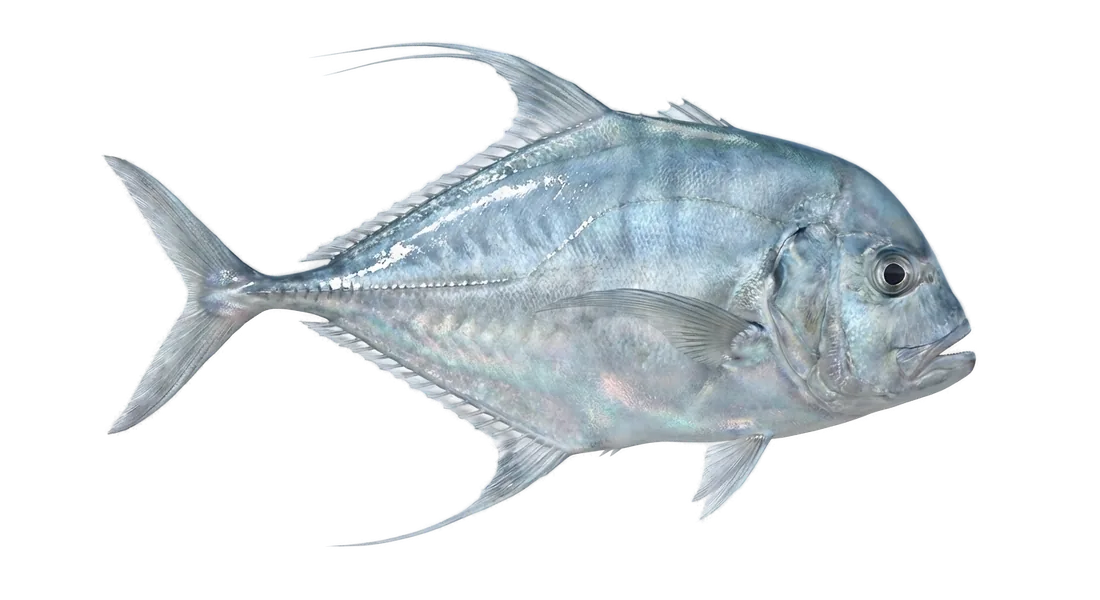 African Pompano