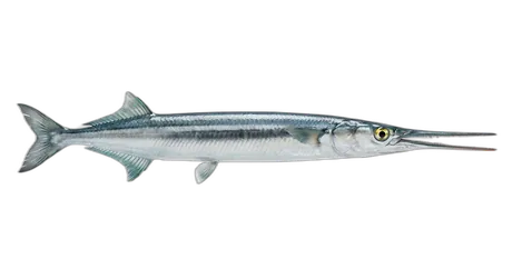 Agujon Needlefish