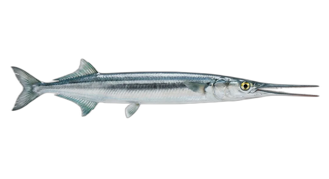 Agujon Needlefish