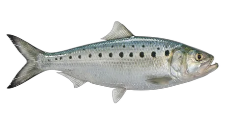 Alabama Shad