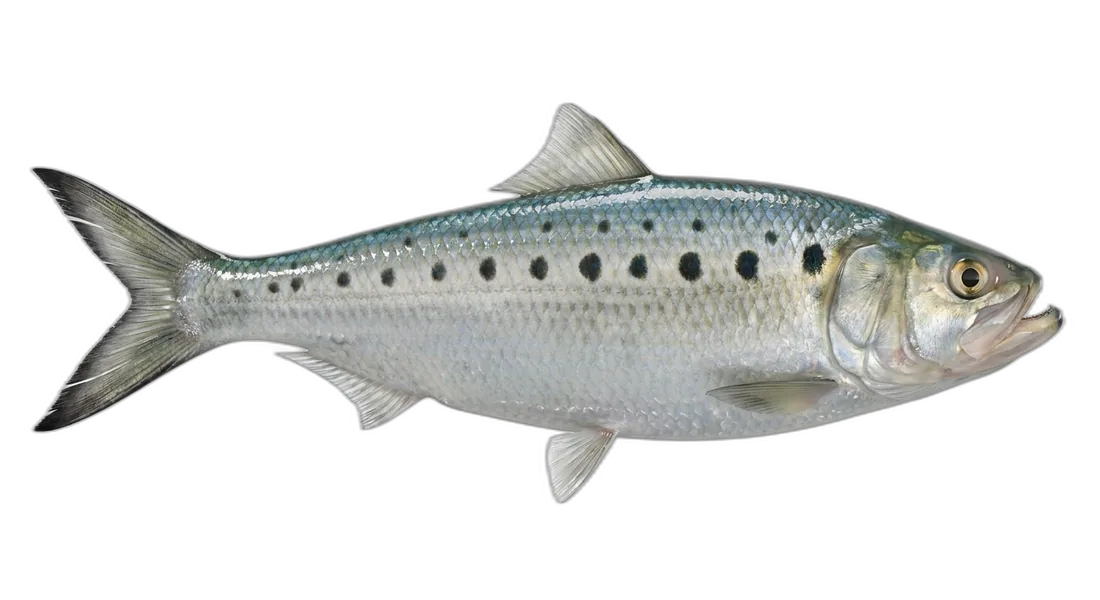 Alabama Shad