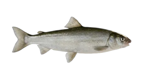 Alaska Whitefish