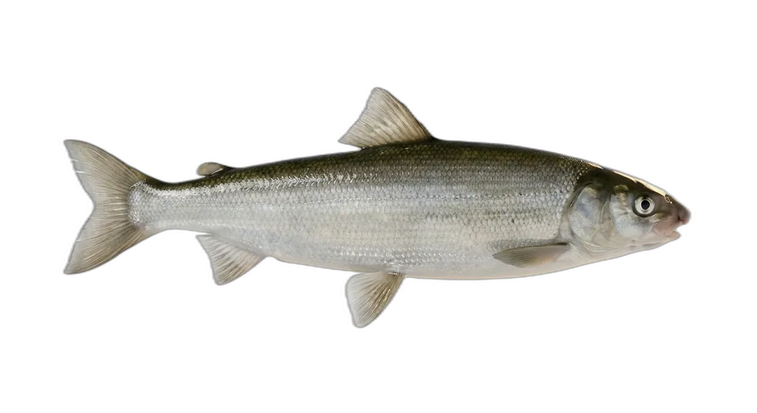 Alaska Whitefish