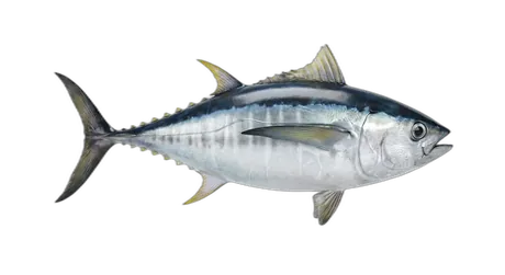 Albacore