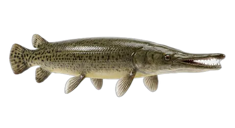 Alligator Gar