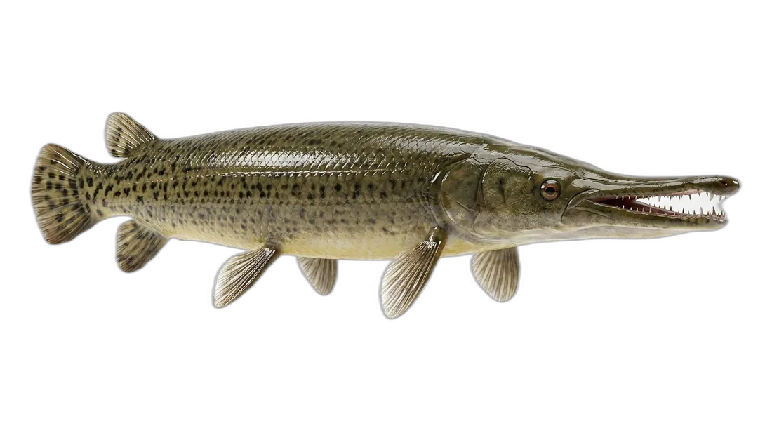 Alligator Gar