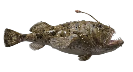 American Angler