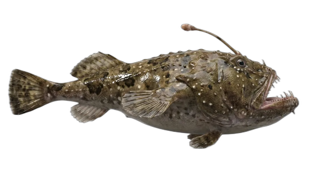 American Angler