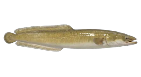 American Eel