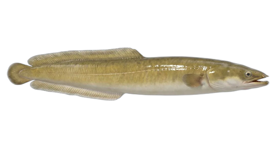 American Eel