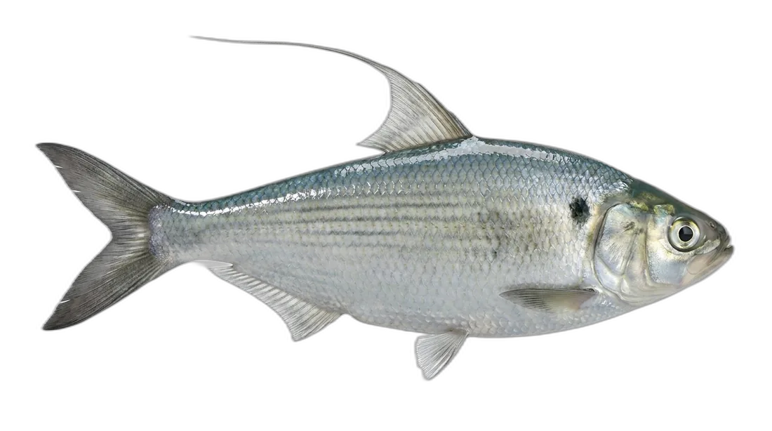 American Gizzard Shad