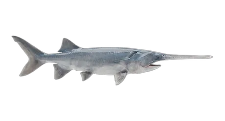 American Paddlefish