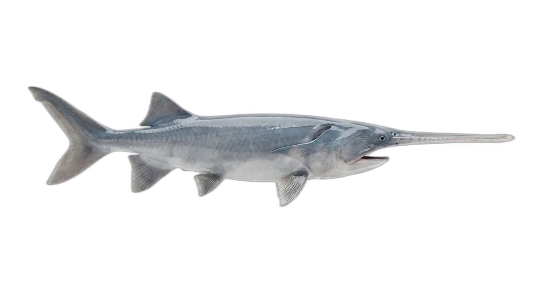 American Paddlefish