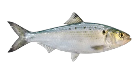 American Shad