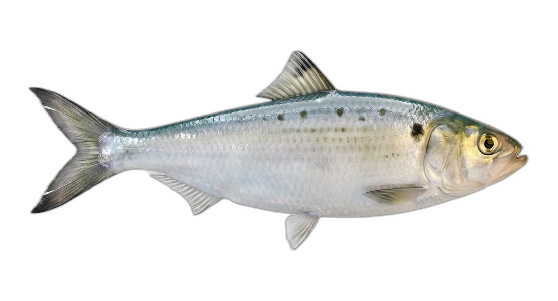 American Shad