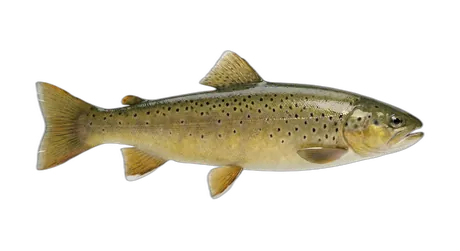 Apache Trout