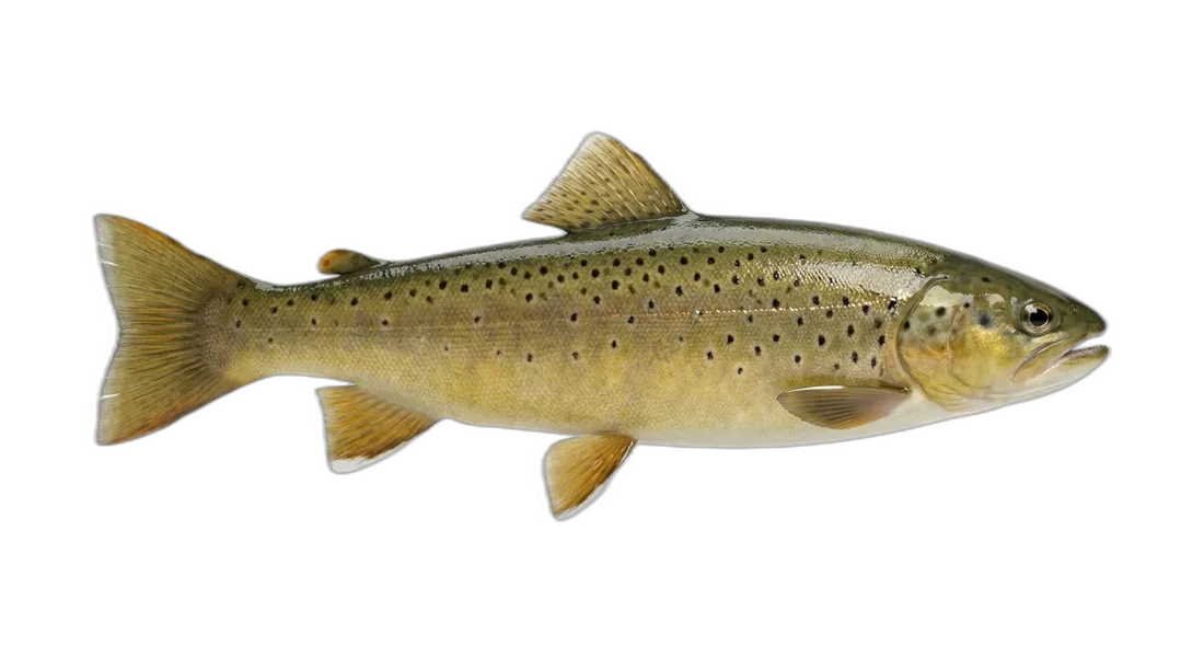 Apache Trout