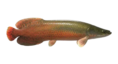 Arapaima