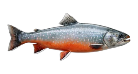 Arctic Char