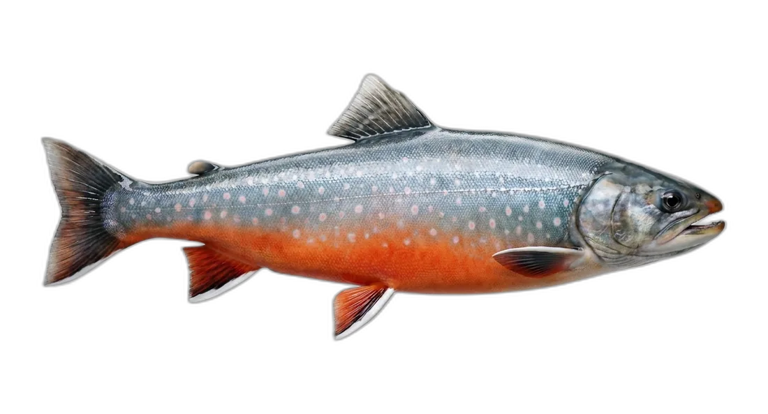 Arctic Char