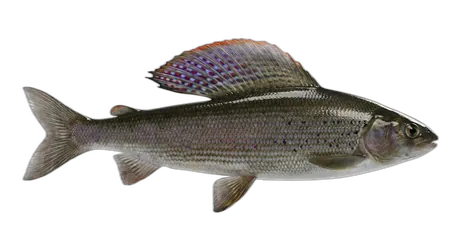 Arctic Grayling