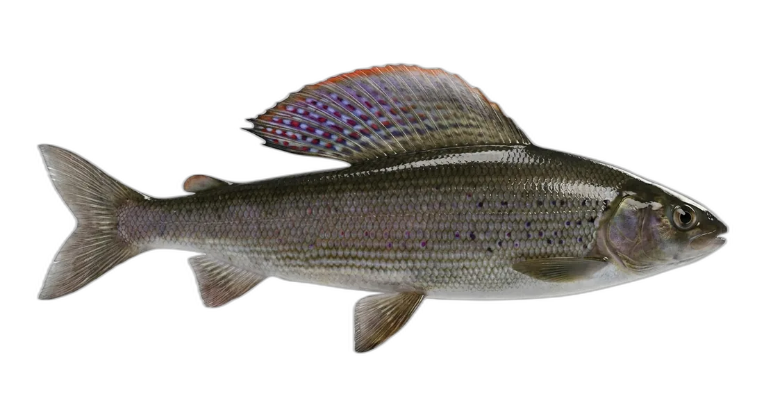 Arctic Grayling