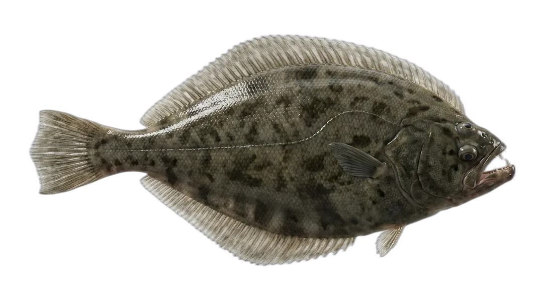 Arrow-Tooth Flounder