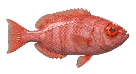 Atlantic Bigeye