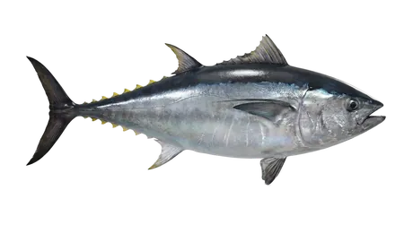 Atlantic Bluefin Tuna