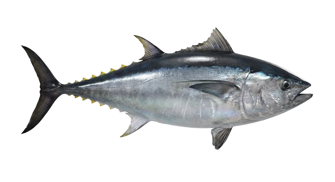 Atlantic Bluefin Tuna