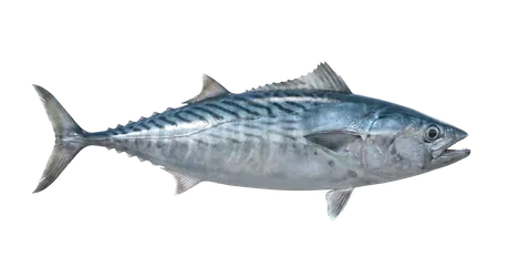 Atlantic Bonito