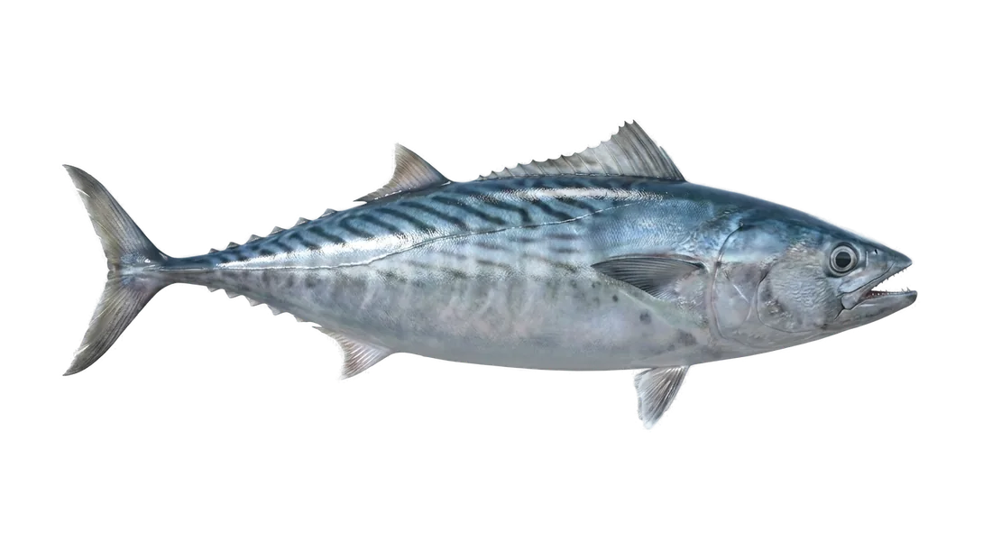 Atlantic Bonito