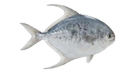Atlantic Butterfish