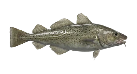 Atlantic Cod