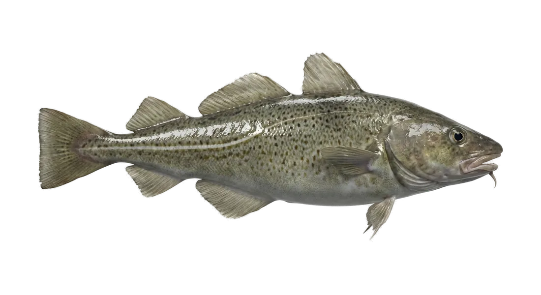 Atlantic Cod