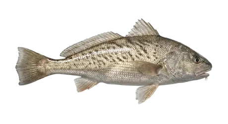 Atlantic Croaker