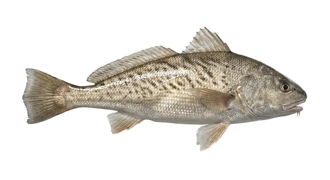 Atlantic Croaker