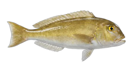 Atlantic Goldeneye Tilefish