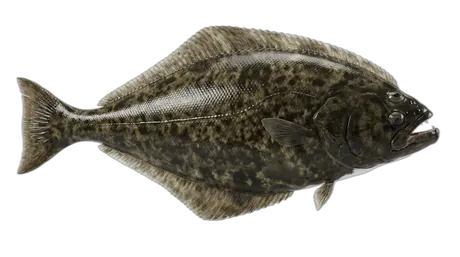 Atlantic Halibut