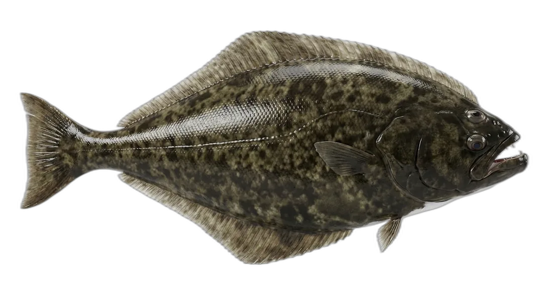 Atlantic Halibut