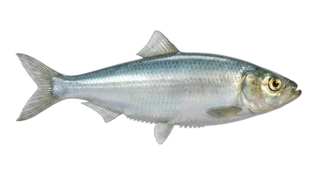 Atlantic Herring