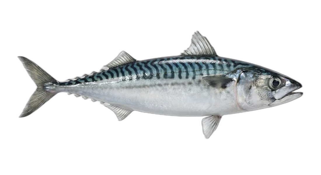 Atlantic Mackerel