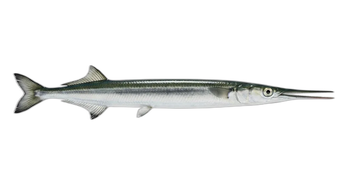 Atlantic Needlefish
